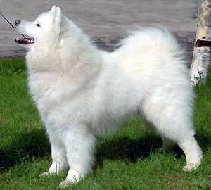 Vanderbilt's Tug O'War | Samoyed 