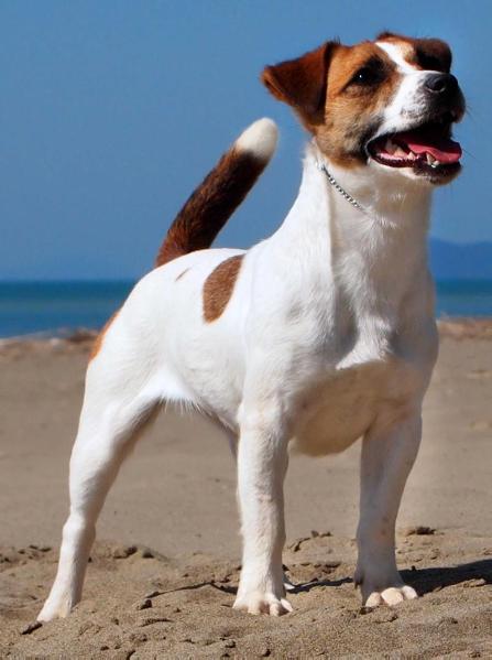 la violetta jack olimpia bum bum | Jack Russell Terrier 