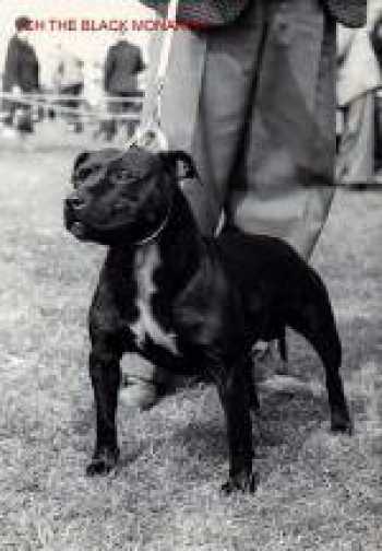 The Black Monarch | Staffordshire Bull Terrier 