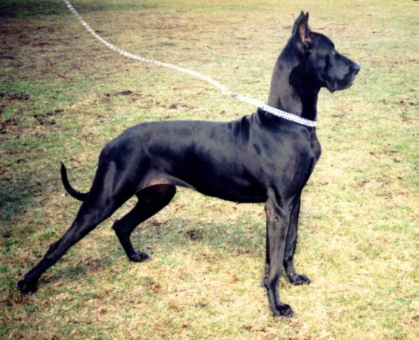 Donna Puma-Nice | Great Dane 