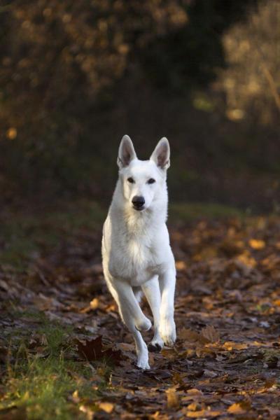 Clopin di Grande Inverno | White Swiss Shepherd Dog 