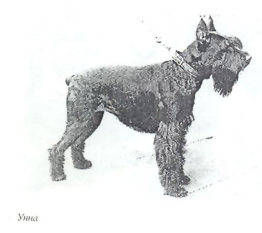 Unna | Giant Schnauzer 