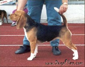 Daragoj Kastehelmi | Beagle 