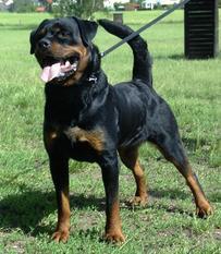 Colin vom Jagerbrunnl | Rottweiler 