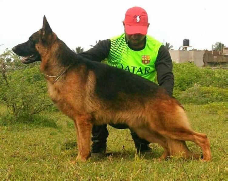 ANDO | German Shepherd Dog 