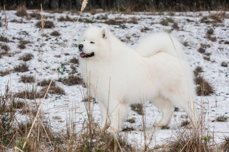 SILVERWHITE SUMMER PRESIDENT | Samoyed 