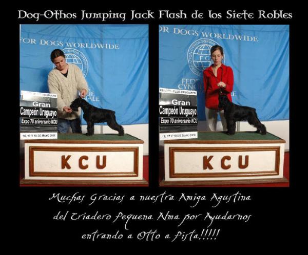 Dog-Otho¿s Jumping Jack Flash de los siete Robles | Miniature Schnauzer 