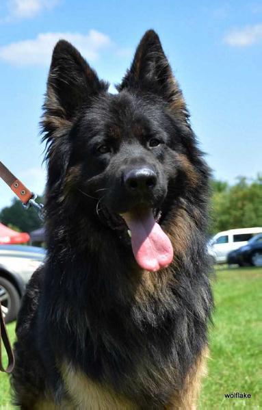 GUZZO Danaos | German Shepherd Dog 