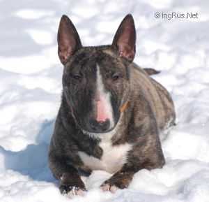 BIKATO-PARTI NELLI | Miniature Bull Terrier 