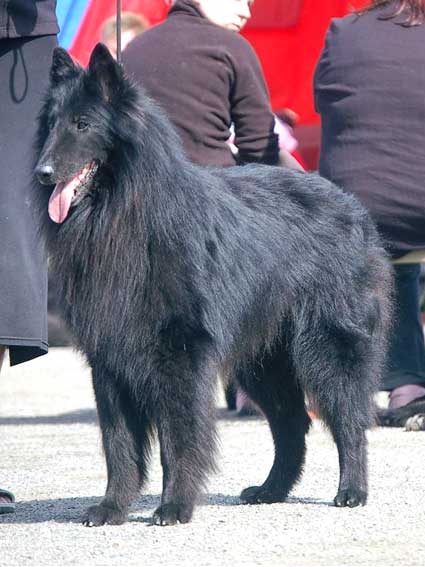 Vendredi des Terres Bergeres | Belgian Groenendael 