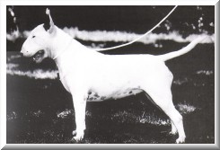 Booksale Tamora | Bull Terrier 
