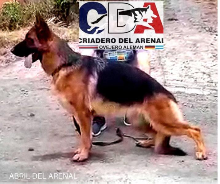 Abril Del Arenal | German Shepherd Dog 