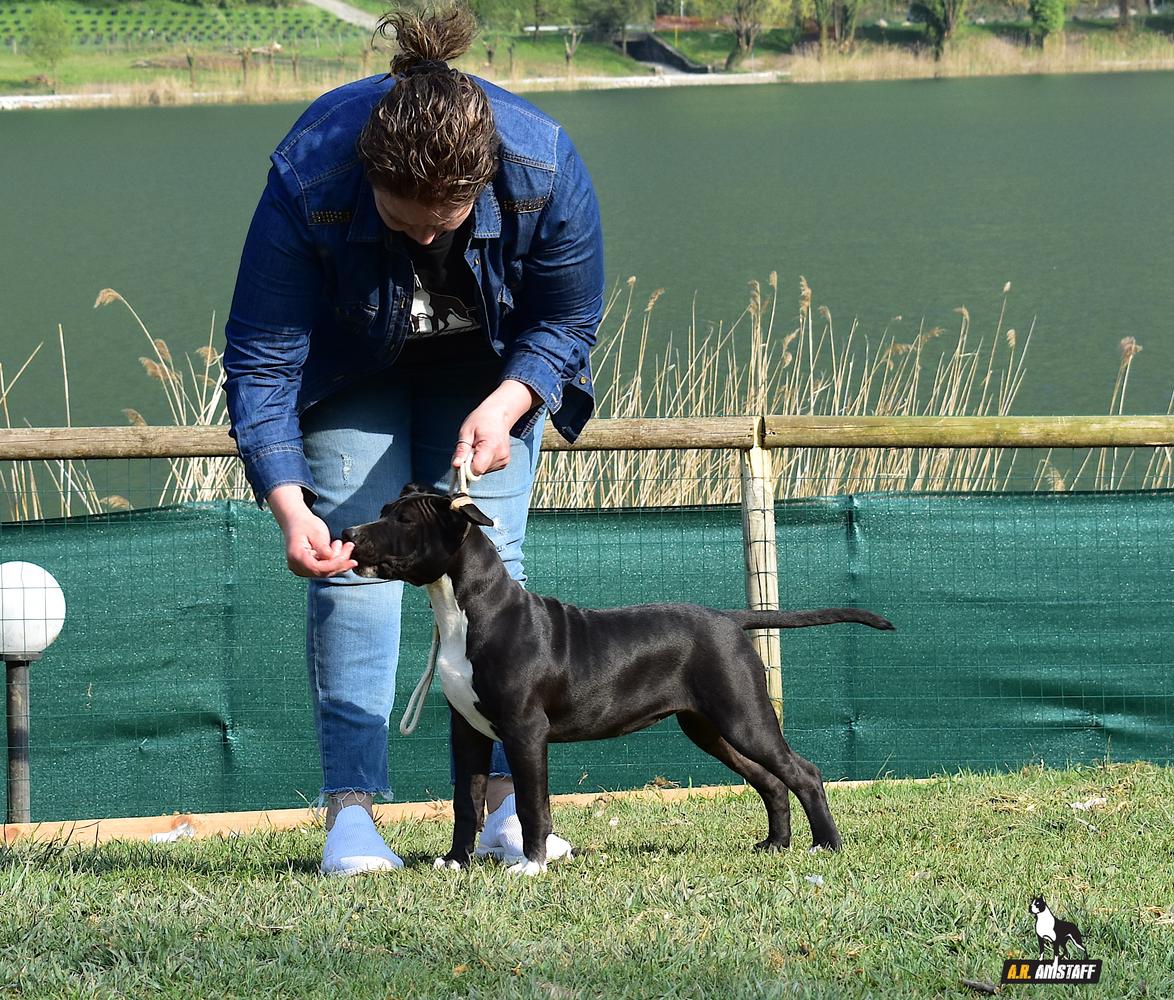 A.R Amstaff Kennel | American Staffordshire Terrier 