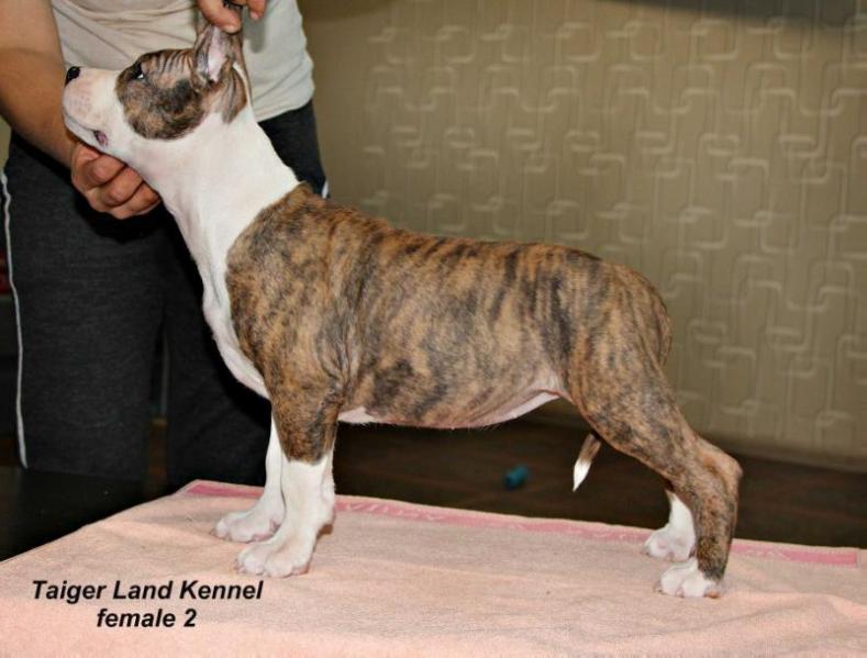 Taiger Land Jansaya | American Staffordshire Terrier 