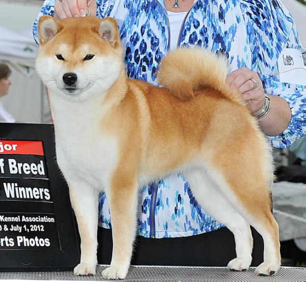 San Jo Lillith Fair | Shiba Inu 