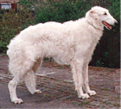 Pagerr Snowdancer | Borzoi 