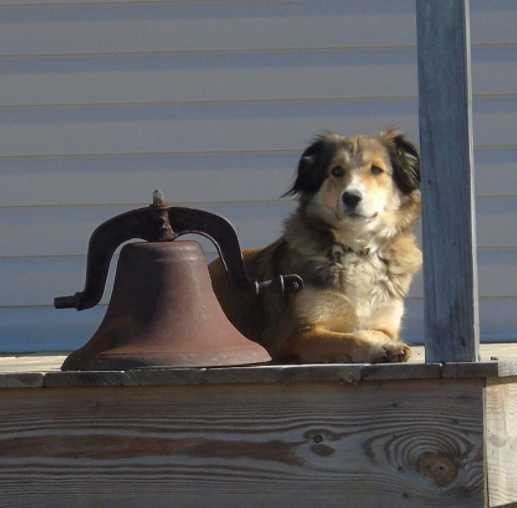 Sweetacre Rosa | English Shepherd 