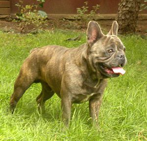 SZURETI GOLDEN JOHANN | French Bulldog 