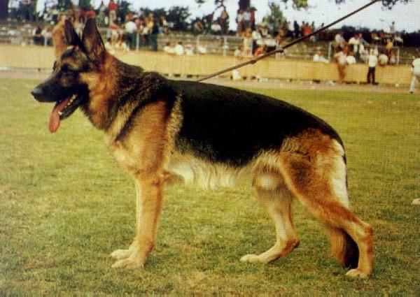 Roland von der Wohrabrücke | German Shepherd Dog 