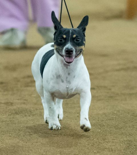 4Shaw Lil Country Girl @ AHK | Teddy Roosevelt Terrier 