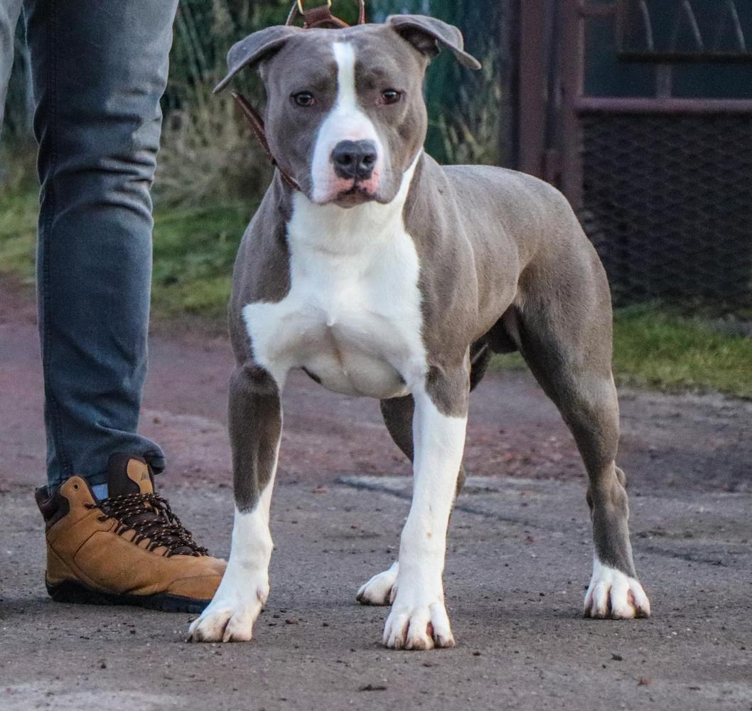 ARGO REDBOLT TOP POWER Boj-Marengo | American Staffordshire Terrier 
