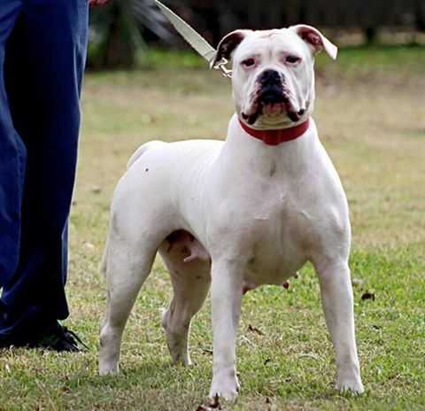 Nancy | American Bulldog 