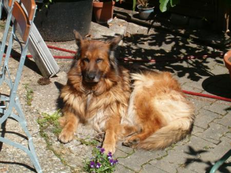 Lia von der Piste Trophe | German Shepherd Dog 