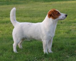 Kanix Raphael | Jack Russell Terrier 