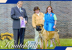 Bulldozers Bowen of Knatchbull | Bullmastiff 