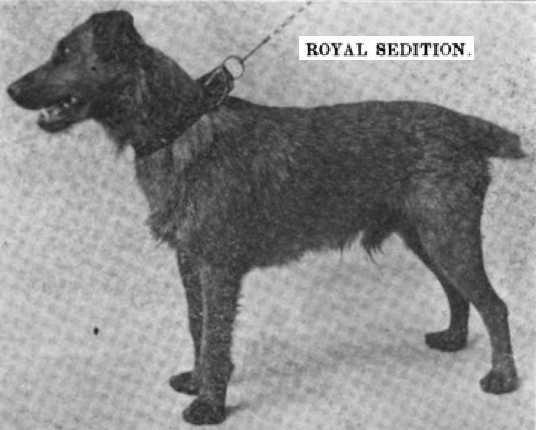 Royal Sedition | Irish Terrier 