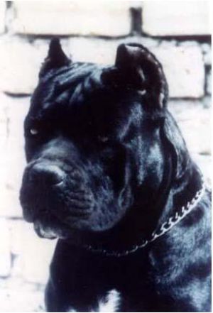 Nada (LIR02 41420) | Cane Corso 