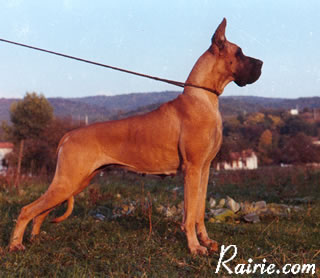 Perlane des Terres de la Rairie | Great Dane 