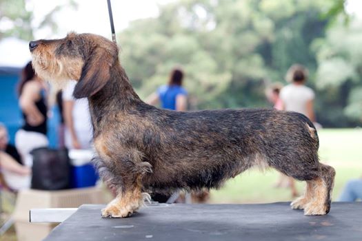 Hillstone Wild Child of Wildervale | Dachshund 