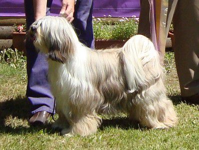 ARAKI KALAGLOW OF LASANG | Tibetan Terrier 