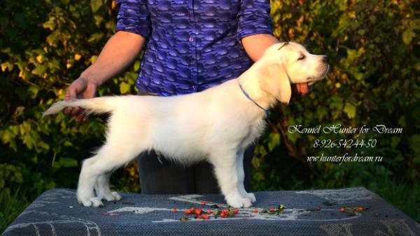 Hunter for Dream Vostok | Golden Retriever 