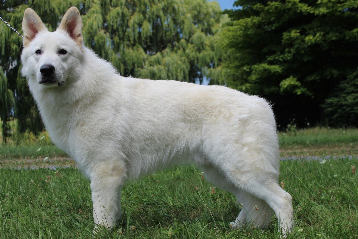 ZEB OD BIJELIH ANDELA | White Swiss Shepherd Dog 