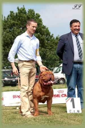 Moro dei Colli Berici | Dogue de Bordeaux 
