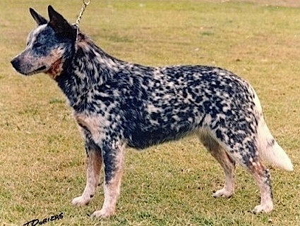 Turrella Blue Lacey | Australian Cattle Dog 