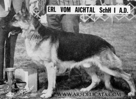 Erl vom Aichtal | German Shepherd Dog 