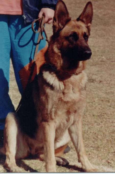 Lucy La Nutes | German Shepherd Dog 