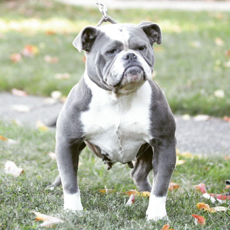 Bullforce Miss Texas | Olde English Bulldogge 