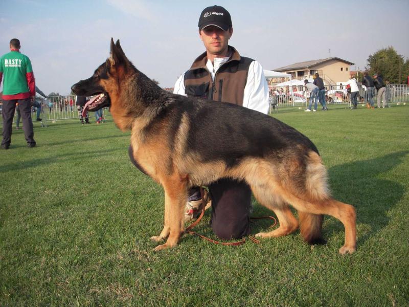 Pele Loyal Wolf | German Shepherd Dog 