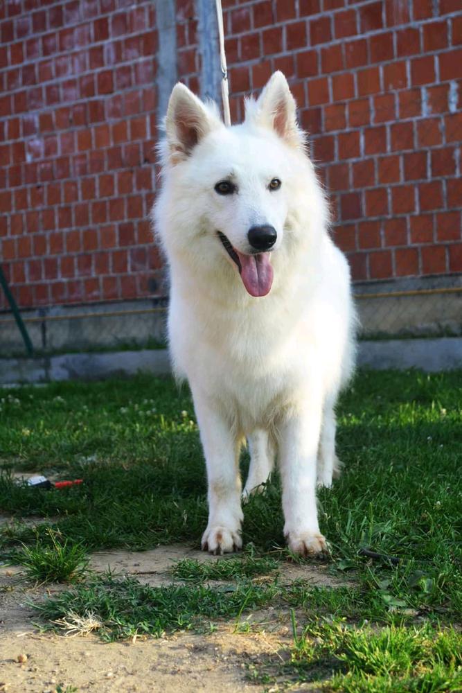 CEE CEE OD BIJELIH SNOVA | White Swiss Shepherd Dog 