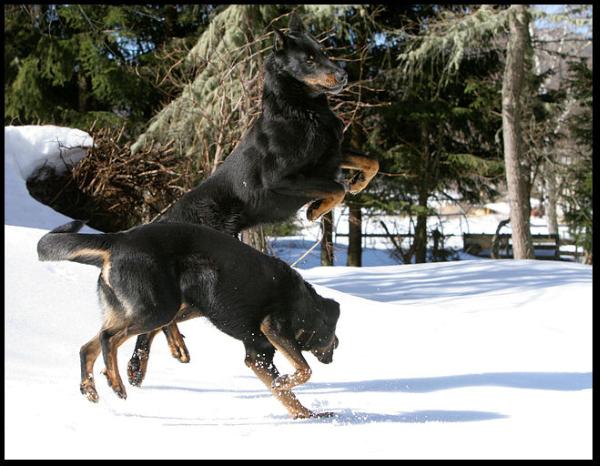 Pin-Pon des Fugues de Saint Alban | Beauceron 