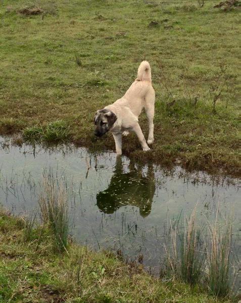 Fatihin Degerli | Kangal 