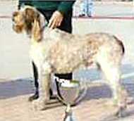 Silverstar del Benaco | Spinone Italiano 