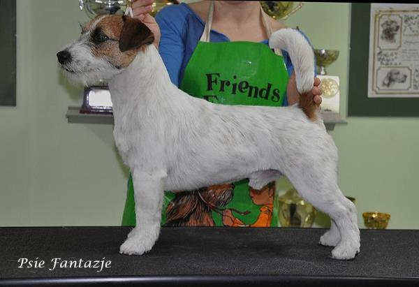 BIG BAMBOO Di Sutri | Jack Russell Terrier 