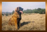 AMOR z Oubenic | Leonberger 