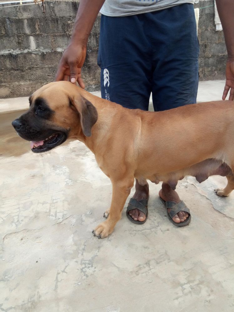 MASS of CY KENNEL | African Boerboel 