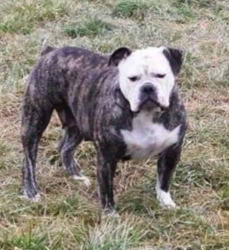 Hines' Gunpowder Echo | Olde English Bulldogge 